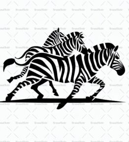 Herde von laufenden Zebras